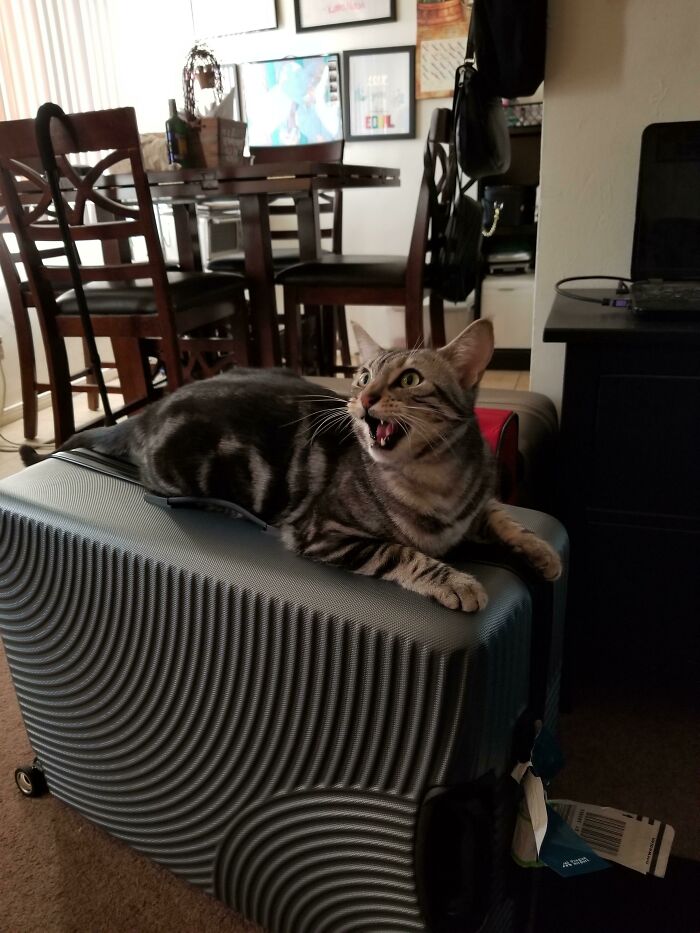 We Were Loaning The Suitcase To A Friend, But He Thought That We Were Leaving And Adamantly Protested