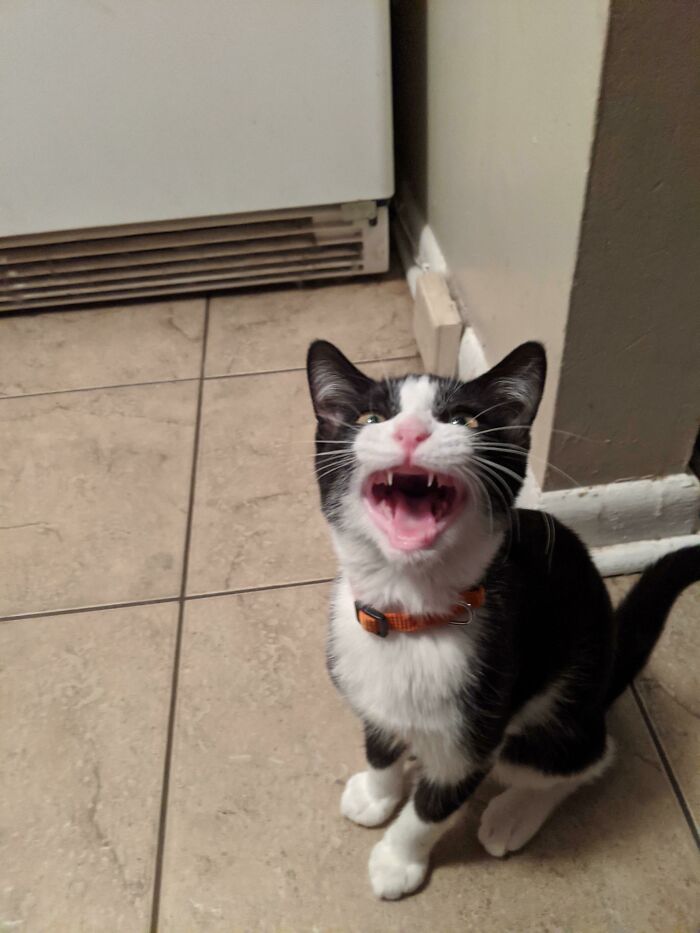 Aang Finds It Unacceptable That I'm Eating Pizza And Won't Share