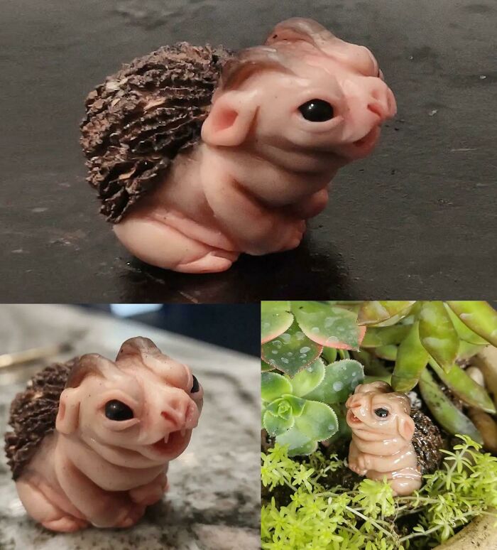 I Made A Little Nut Goblin To Guard My Succulents!