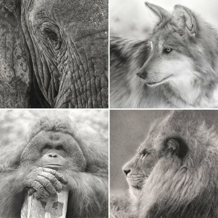 My Charcoal Drawings From Last Year (Swipe For Full Pics, See Body Text For Full Info)