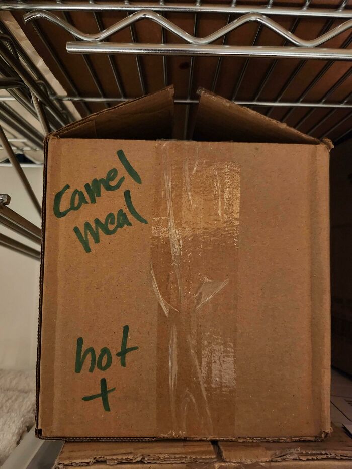 Camel Meal Tea Is Good For You!