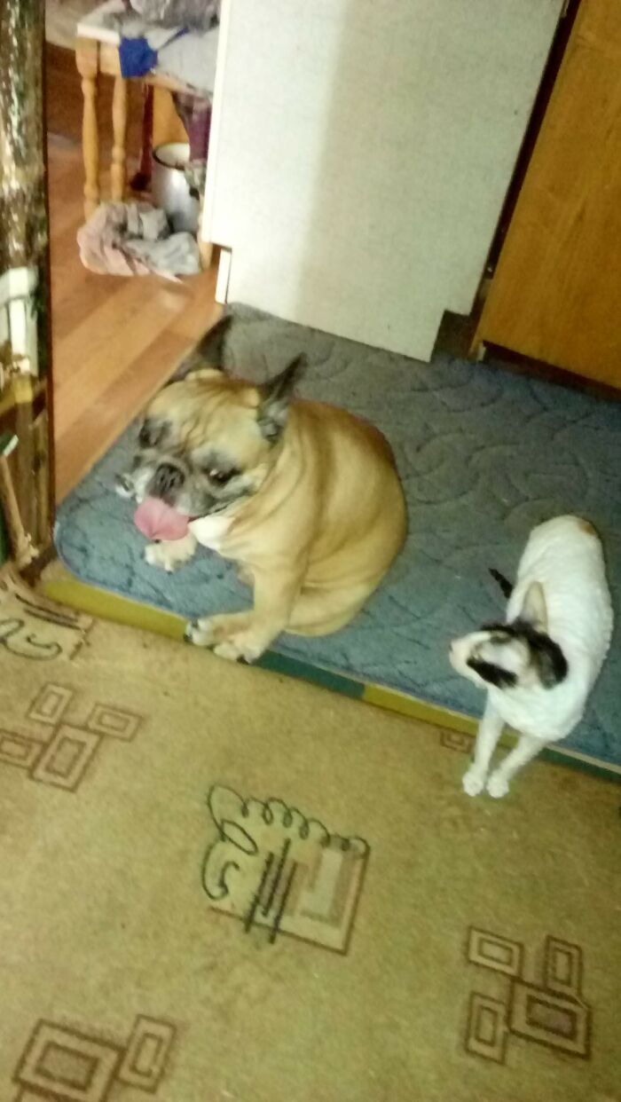 Etienne And Fairy! Me, Etienne And I'm Already 20 Years Old And My Hind Legs Have Not Been Working For Two Years, And This Is My Old Friend Fairy And She Is Also 20 Years Old!