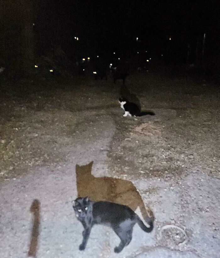 Those Are All Cat Eyes