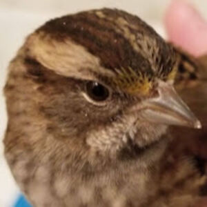 lext_fiendish avatar