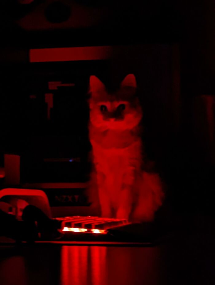 How To Stop My Keyboard From Lighting Up When My Cat Steps On It At Night?