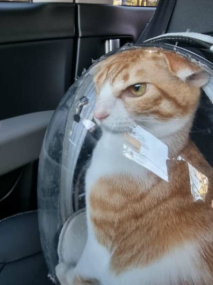 a red and white cat sitting in a rounded backpack