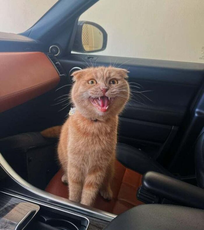 a meowing red cat sitting in the car