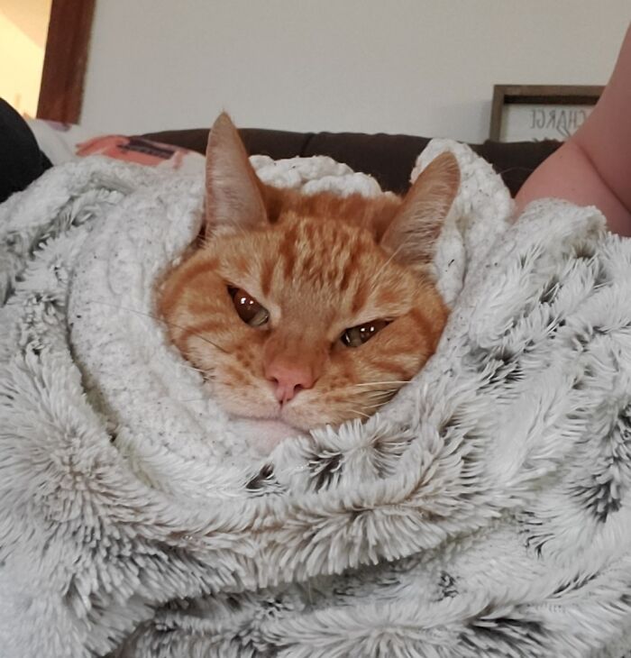 a red cat covered in a soft plaid