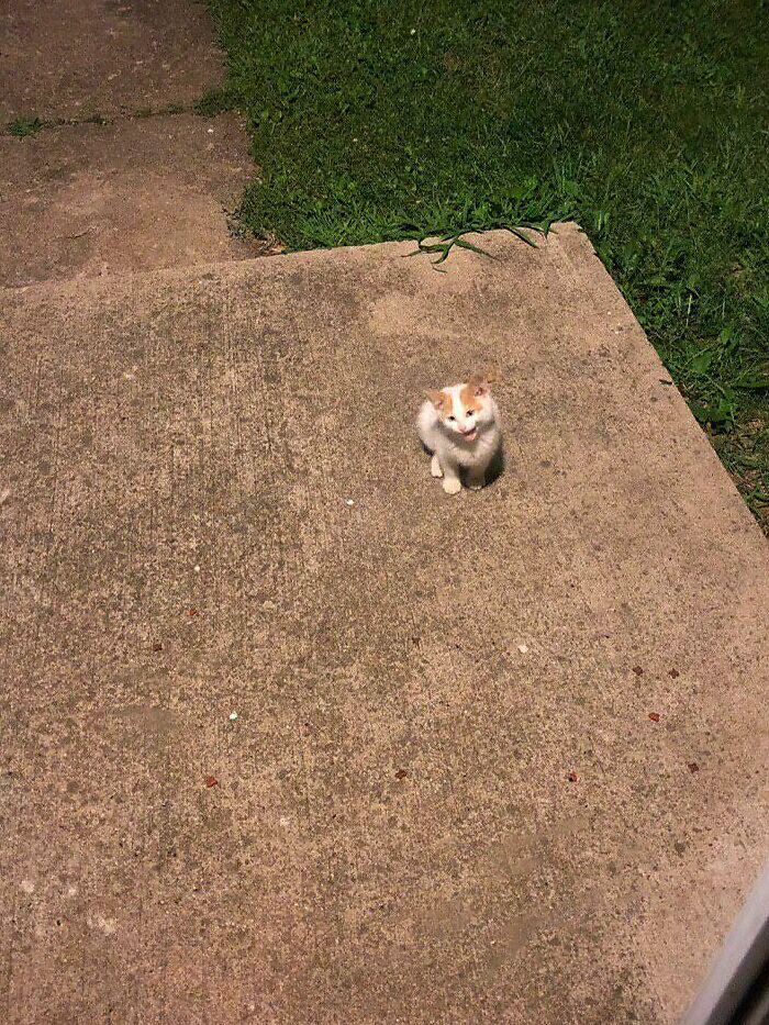 Mi novia hizo un amigo en casa de su abuelo