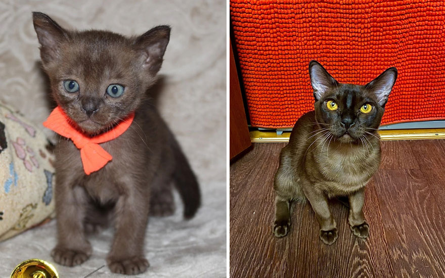 New “Then And Now” Pics Of Adorable Kittens Turning Into Majestic Cats, As Shared On This “Cat Grows” Group