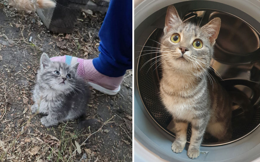 New “Then And Now” Pics Of Adorable Kittens Turning Into Majestic Cats, As Shared On This “Cat Grows” Group