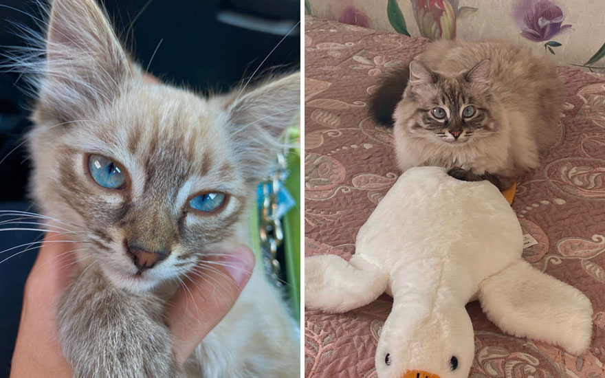 New “Then And Now” Pics Of Adorable Kittens Turning Into Majestic Cats, As Shared On This “Cat Grows” Group