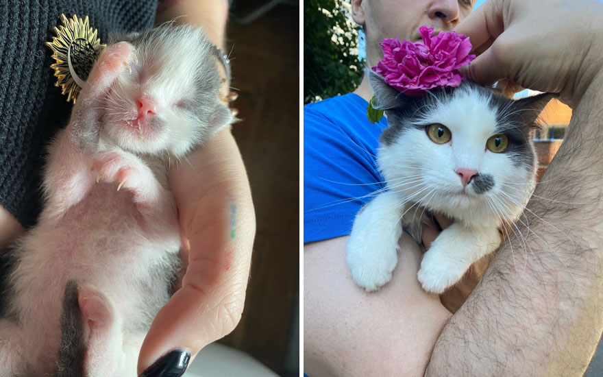New “Then And Now” Pics Of Adorable Kittens Turning Into Majestic Cats, As Shared On This “Cat Grows” Group