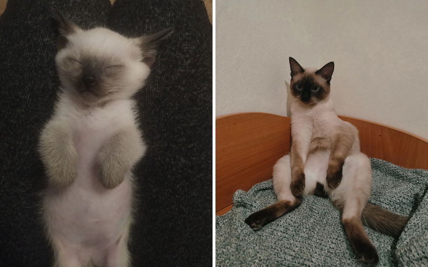 New “Then And Now” Pics Of Adorable Kittens Turning Into Majestic Cats, As Shared On This “Cat Grows” Group