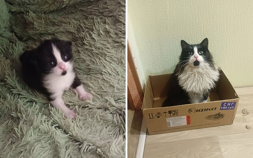 New “Then And Now” Pics Of Adorable Kittens Turning Into Majestic Cats, As Shared On This “Cat Grows” Group