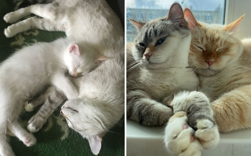 New “Then And Now” Pics Of Adorable Kittens Turning Into Majestic Cats, As Shared On This “Cat Grows” Group