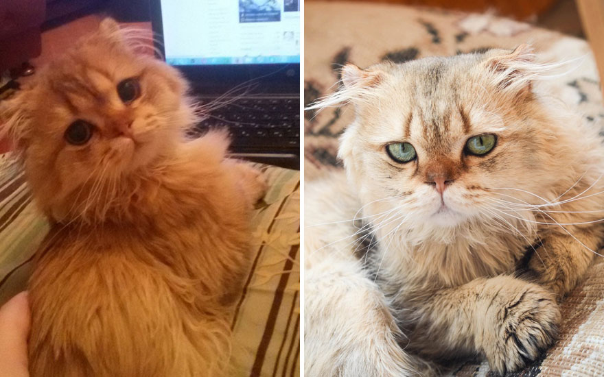 New “Then And Now” Pics Of Adorable Kittens Turning Into Majestic Cats, As Shared On This “Cat Grows” Group