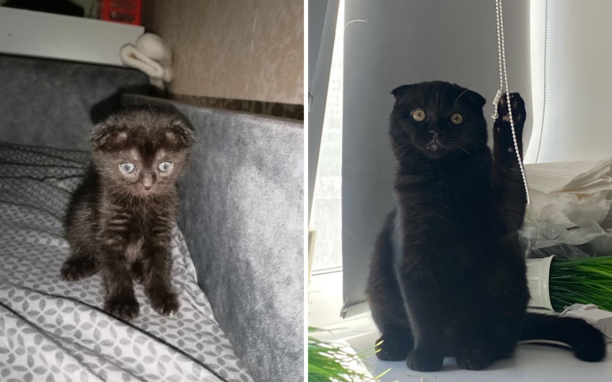 New “Then And Now” Pics Of Adorable Kittens Turning Into Majestic Cats, As Shared On This “Cat Grows” Group