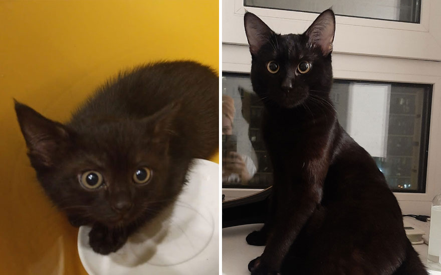 New “Then And Now” Pics Of Adorable Kittens Turning Into Majestic Cats, As Shared On This “Cat Grows” Group