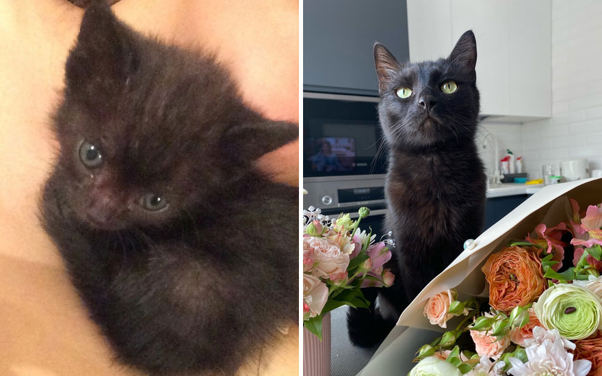 New “Then And Now” Pics Of Adorable Kittens Turning Into Majestic Cats, As Shared On This “Cat Grows” Group