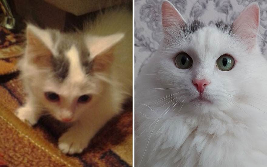 New “Then And Now” Pics Of Adorable Kittens Turning Into Majestic Cats, As Shared On This “Cat Grows” Group