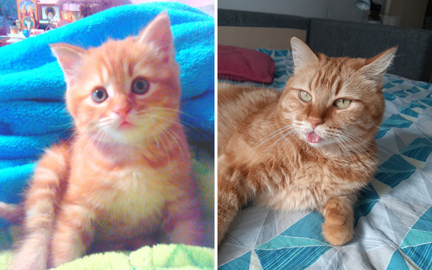New “Then And Now” Pics Of Adorable Kittens Turning Into Majestic Cats, As Shared On This “Cat Grows” Group