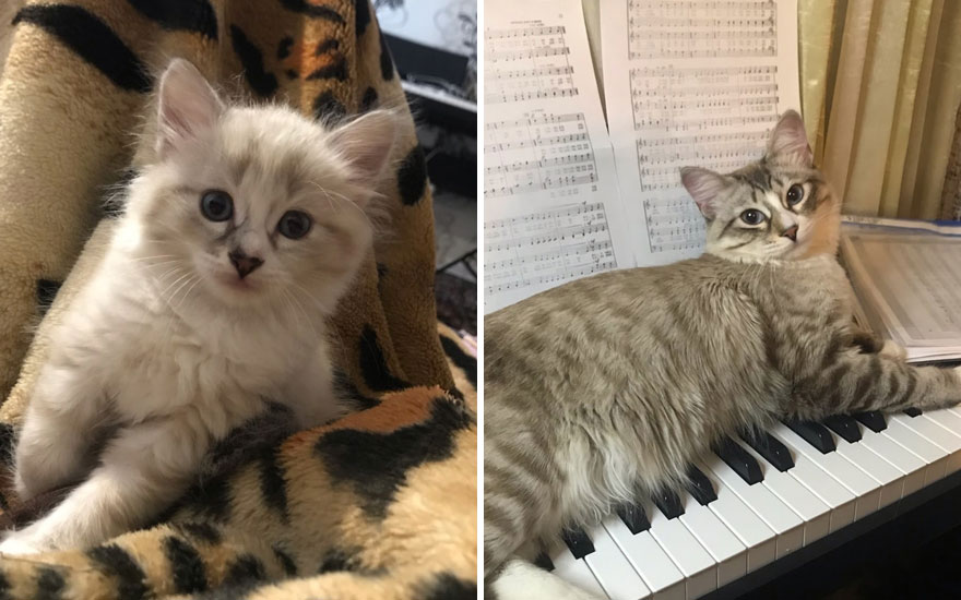 New “Then And Now” Pics Of Adorable Kittens Turning Into Majestic Cats, As Shared On This “Cat Grows” Group