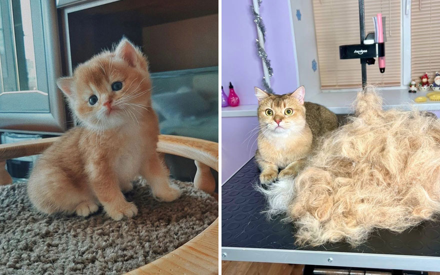 New “Then And Now” Pics Of Adorable Kittens Turning Into Majestic Cats, As Shared On This “Cat Grows” Group