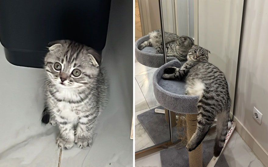 New “Then And Now” Pics Of Adorable Kittens Turning Into Majestic Cats, As Shared On This “Cat Grows” Group