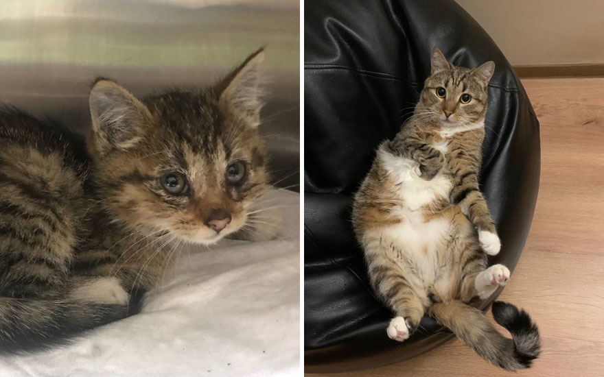 New “Then And Now” Pics Of Adorable Kittens Turning Into Majestic Cats, As Shared On This “Cat Grows” Group