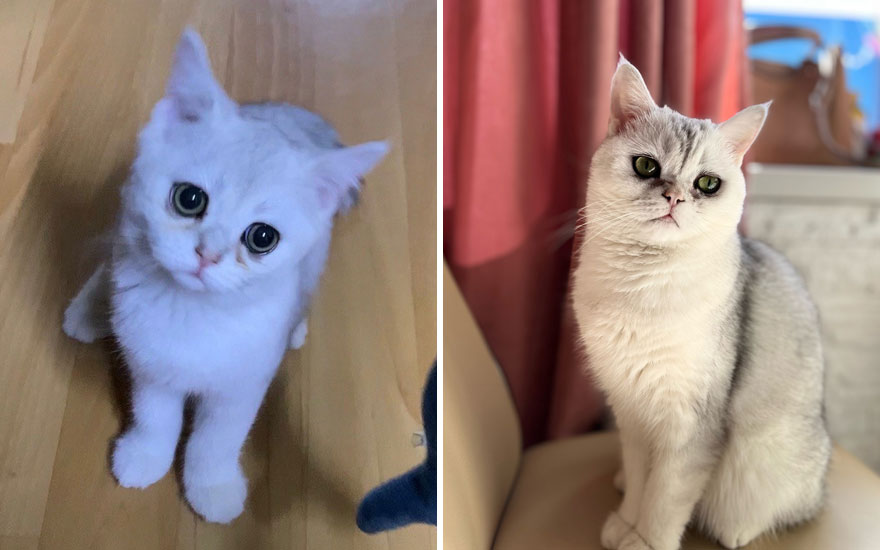 New “Then And Now” Pics Of Adorable Kittens Turning Into Majestic Cats, As Shared On This “Cat Grows” Group