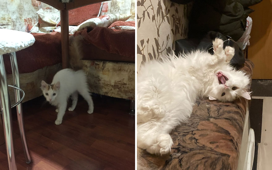 New “Then And Now” Pics Of Adorable Kittens Turning Into Majestic Cats, As Shared On This “Cat Grows” Group