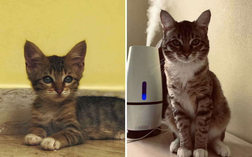 New “Then And Now” Pics Of Adorable Kittens Turning Into Majestic Cats, As Shared On This “Cat Grows” Group