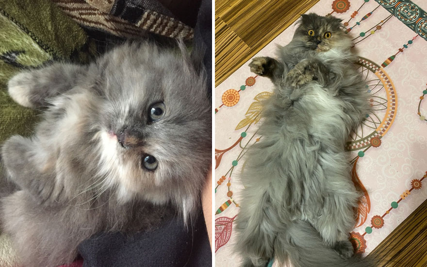 New “Then And Now” Pics Of Adorable Kittens Turning Into Majestic Cats, As Shared On This “Cat Grows” Group