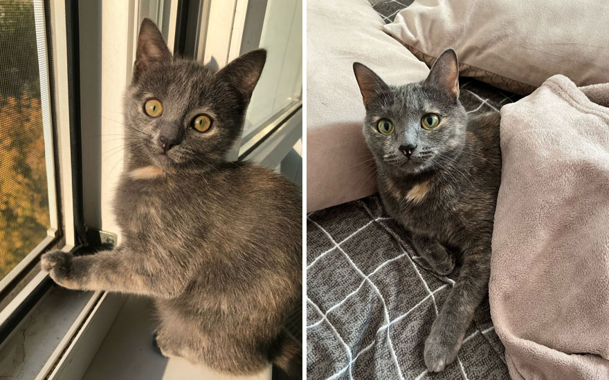 New “Then And Now” Pics Of Adorable Kittens Turning Into Majestic Cats, As Shared On This “Cat Grows” Group