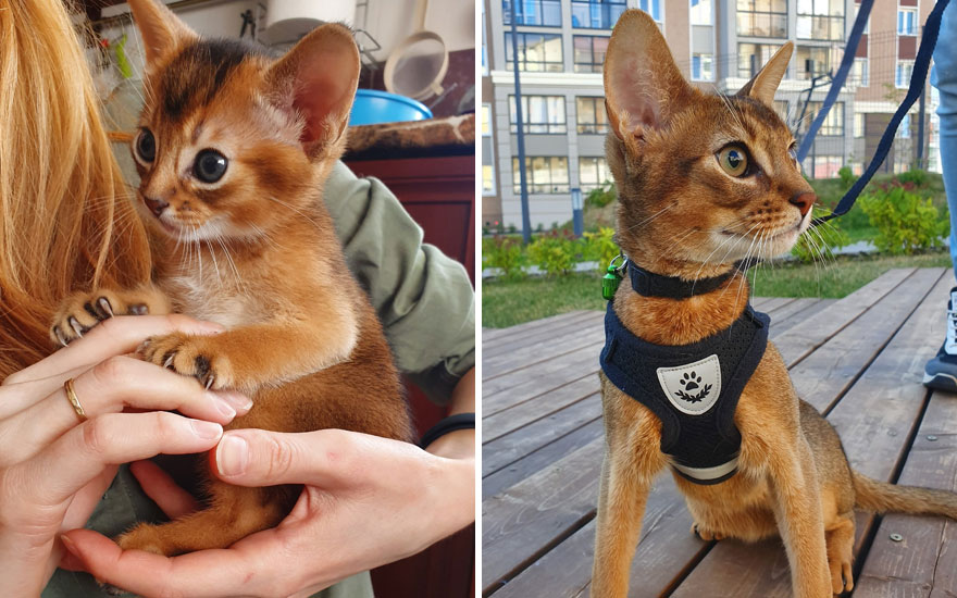 New “Then And Now” Pics Of Adorable Kittens Turning Into Majestic Cats, As Shared On This “Cat Grows” Group