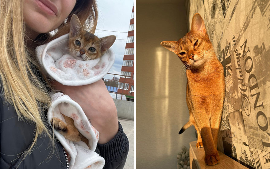 New “Then And Now” Pics Of Adorable Kittens Turning Into Majestic Cats, As Shared On This “Cat Grows” Group