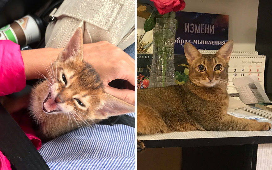 New “Then And Now” Pics Of Adorable Kittens Turning Into Majestic Cats, As Shared On This “Cat Grows” Group