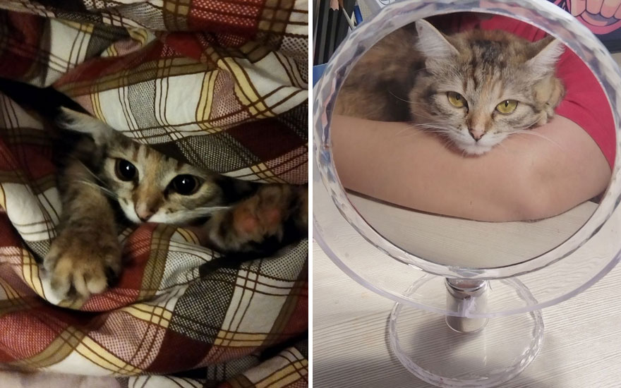 New “Then And Now” Pics Of Adorable Kittens Turning Into Majestic Cats, As Shared On This “Cat Grows” Group