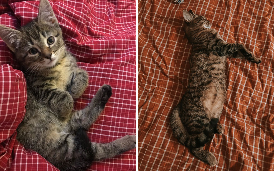 New “Then And Now” Pics Of Adorable Kittens Turning Into Majestic Cats, As Shared On This “Cat Grows” Group