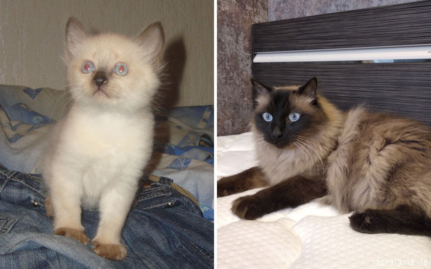 New “Then And Now” Pics Of Adorable Kittens Turning Into Majestic Cats, As Shared On This “Cat Grows” Group