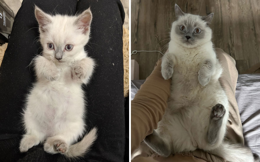 New “Then And Now” Pics Of Adorable Kittens Turning Into Majestic Cats, As Shared On This “Cat Grows” Group