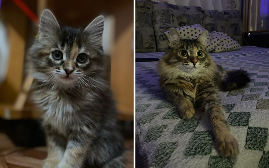 New “Then And Now” Pics Of Adorable Kittens Turning Into Majestic Cats, As Shared On This “Cat Grows” Group