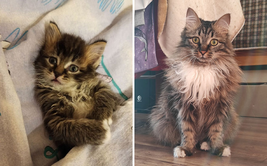 New “Then And Now” Pics Of Adorable Kittens Turning Into Majestic Cats, As Shared On This “Cat Grows” Group