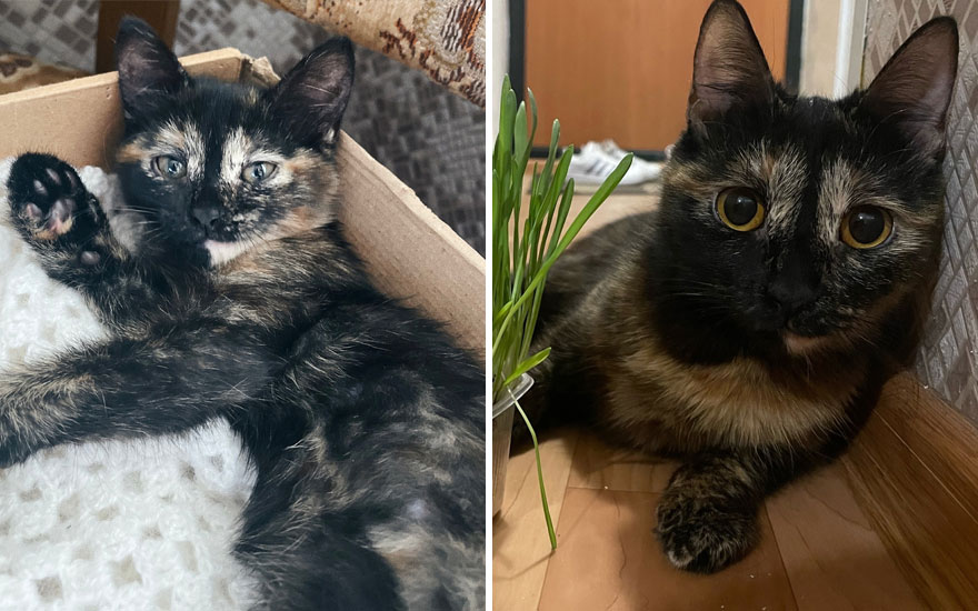 New “Then And Now” Pics Of Adorable Kittens Turning Into Majestic Cats, As Shared On This “Cat Grows” Group