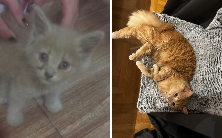 New “Then And Now” Pics Of Adorable Kittens Turning Into Majestic Cats, As Shared On This “Cat Grows” Group