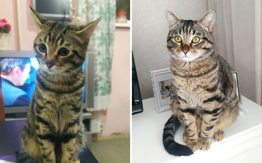 New “Then And Now” Pics Of Adorable Kittens Turning Into Majestic Cats, As Shared On This “Cat Grows” Group