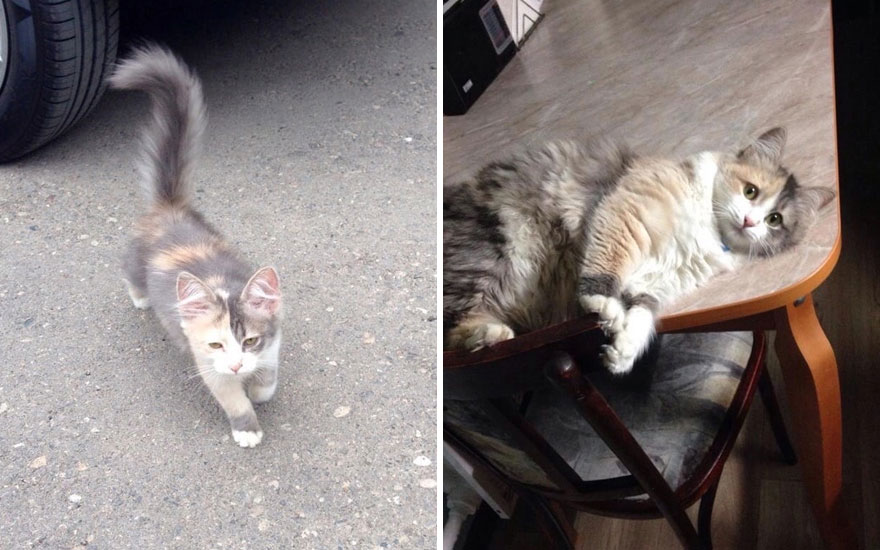 New “Then And Now” Pics Of Adorable Kittens Turning Into Majestic Cats, As Shared On This “Cat Grows” Group