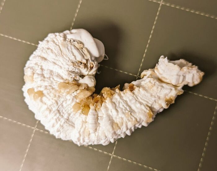 Had A 3D Printer Failure But At Least I Got This Wonderful Vegan Shrimp Tempura