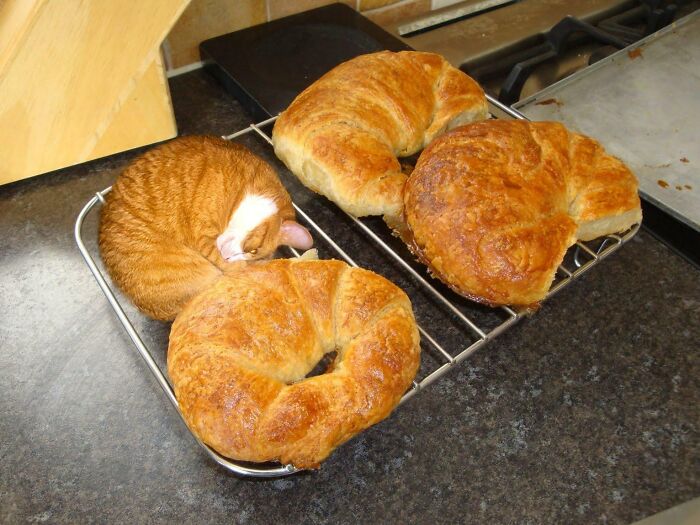  ¿Quién le pone crema batida a un cruasán?